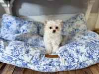 Astrid , a female Yorkshire Terrier for sale in Danville, CA – 4 of 7