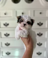 Havel, a female Yorkshire Terrier for sale in Danville, CA – 7 of 10
