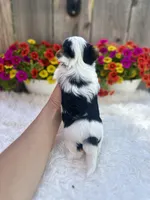 Poppy, a female Yorkshire Terrier for sale in Danville, CA – Photo 2 of 8