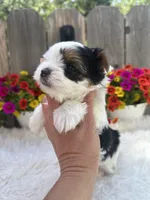 Poppy, a female Yorkshire Terrier for sale in Danville, CA – Photo 8 of 8