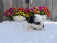 Poppy, a female Yorkshire Terrier for sale in Danville, CA – Photo 6 of 8