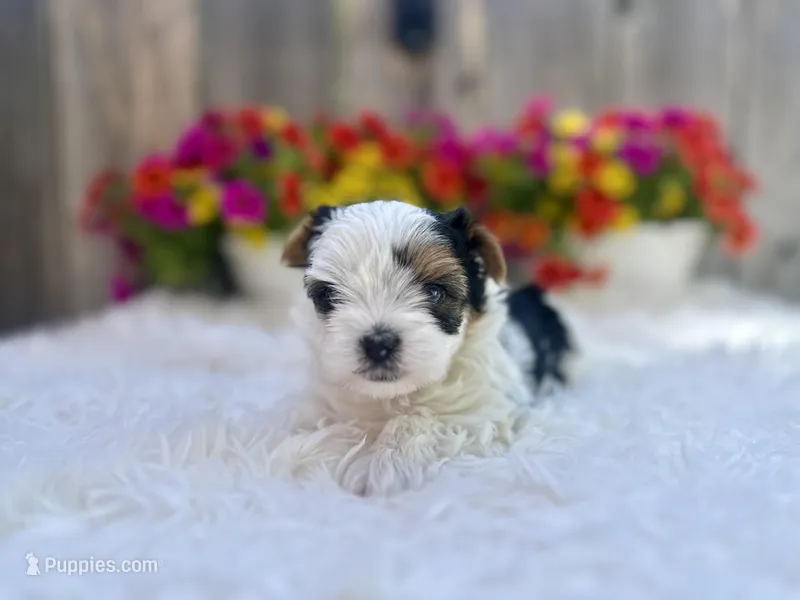 Poppy – Yorkshire Terrier puppy on hold in Danville, CA