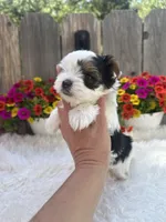 Poppy, a female Yorkshire Terrier for sale in Danville, CA – Photo 5 of 8