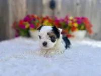 Poppy, a female Yorkshire Terrier for sale in Danville, CA – Photo 3 of 8