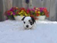 Poppy, a female Yorkshire Terrier for sale in Danville, CA – Photo 4 of 8