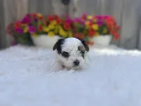 Poppy, a female Yorkshire Terrier for sale in Danville, CA – Photo 7 of 8