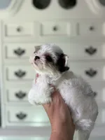 Havel, a female Yorkshire Terrier for sale in Danville, CA – 8 of 10