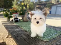 Boris reduced this weekend , a male Yorkshire Terrier for sale in Danville, CA – 4 of 10