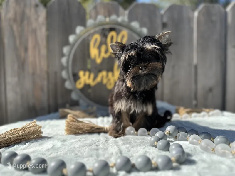 Glitter – Yorkshire Terrier puppy for sale in Danville, CA