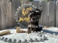 Glitter, a female Yorkshire Terrier for sale in Danville, CA – Photo 1 of 7
