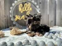 Glitter, a female Yorkshire Terrier for sale in Danville, CA – Photo 2 of 7