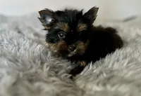 Glitter, a female Yorkshire Terrier for sale in Danville, CA – Photo 6 of 8