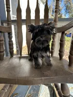 Glitter, a female Yorkshire Terrier for sale in Danville, CA – Photo 3 of 7