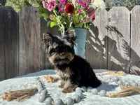 Glitter, a female Yorkshire Terrier for sale in Danville, CA – Photo 7 of 7