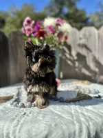 Glitter, a female Yorkshire Terrier for sale in Danville, CA – Photo 5 of 7