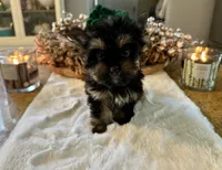 Glitter, a female Yorkshire Terrier for sale in Danville, CA – Photo 8 of 8