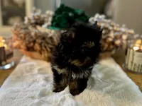 Glitter, a female Yorkshire Terrier for sale in Danville, CA – Photo 3 of 8