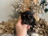 Glitter, a female Yorkshire Terrier for sale in Danville, CA – Photo 4 of 8