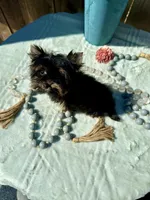 Glitter, a female Yorkshire Terrier for sale in Danville, CA – Photo 6 of 7