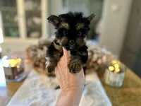 Glitter, a female Yorkshire Terrier for sale in Danville, CA – Photo 7 of 8
