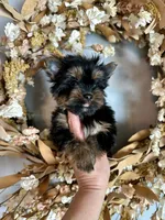 Glitter, a female Yorkshire Terrier for sale in Danville, CA – Photo 1 of 8
