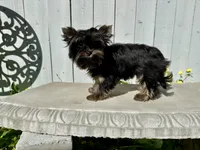 Glitter, a female Yorkshire Terrier for sale in Danville, CA – Photo 4 of 7