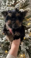 Glitter, a female Yorkshire Terrier for sale in Danville, CA – Photo 5 of 8