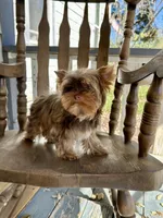Hot chocolate, a male Yorkshire Terrier for sale in Danville, CA – Photo 3 of 5