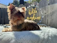 Hot chocolate, a male Yorkshire Terrier for sale in Danville, CA – Photo 4 of 5