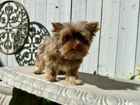 Hot chocolate, a male Yorkshire Terrier for sale in Danville, CA – Photo 2 of 5