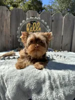 Hot chocolate, a male Yorkshire Terrier for sale in Danville, CA – Photo 5 of 5