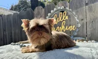 Hot chocolate, a male Yorkshire Terrier for sale in Danville, CA – Photo 1 of 5