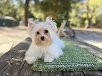 Comet , a male Yorkshire Terrier for sale in Danville, CA – 2 of 10