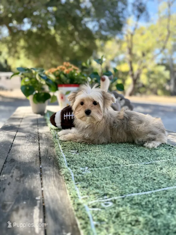 Sawyer  – Yorkshire Terrier puppy for sale in Danville, CA