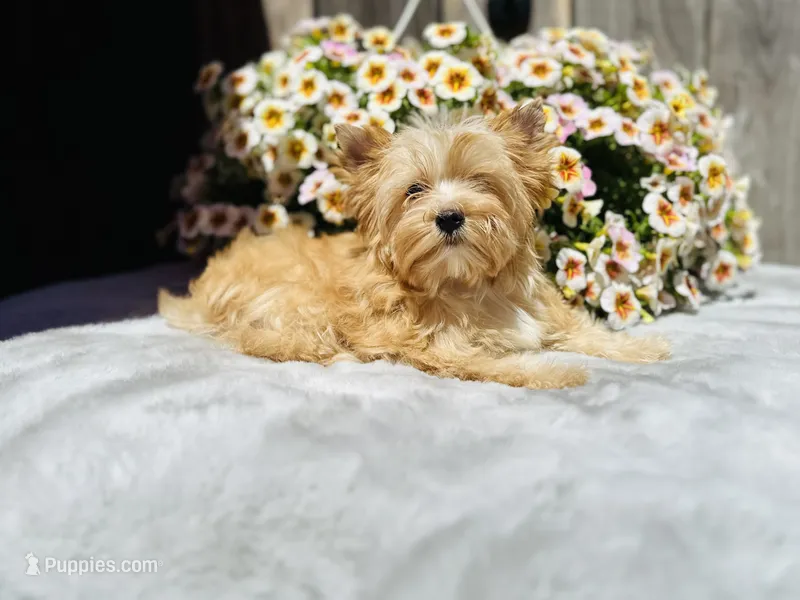 Bullion – Yorkshire Terrier puppy for sale in Danville, CA