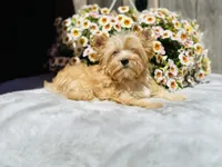 Bullion, a male Yorkshire Terrier for sale in Danville, CA – 1 of 7