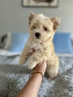 Auri, a female Yorkshire Terrier for sale in Danville, CA – 2 of 7