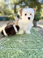 Boris reduced this weekend , a male Yorkshire Terrier for sale in Danville, CA – 5 of 10