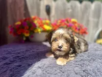 Aspen, a male Yorkshire Terrier for sale in Danville, CA – 8 of 9