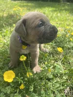 Purple Collar, a female Cane Corso for sale in Kingsport, TN – Photo 3 of 3