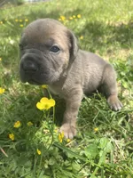 Purple Collar, a female Cane Corso for sale in Kingsport, TN – Photo 2 of 3