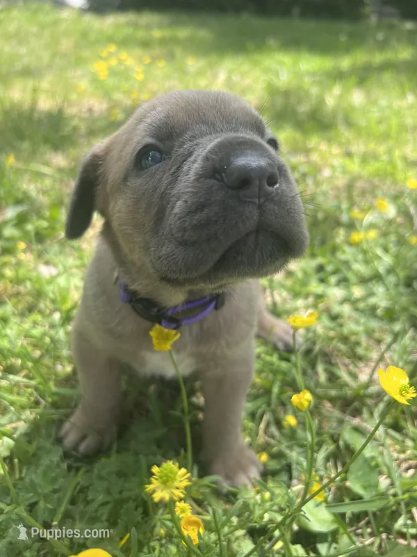 Purple Collar – Cane Corso puppy for sale in Kingsport, TN