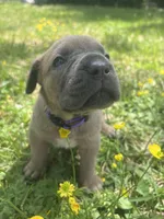 Purple Collar, a female Cane Corso for sale in Kingsport, TN – Photo 1 of 3