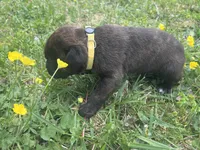 Yellow Collar, a male Cane Corso for sale in Kingsport, TN – Photo 2 of 2