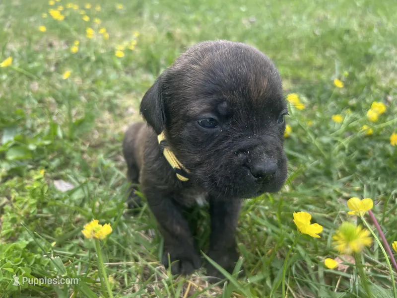 Yellow Collar – Cane Corso puppy for sale in Kingsport, TN
