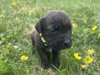Yellow Collar, a male Cane Corso for sale in Kingsport, TN – Photo 1 of 2