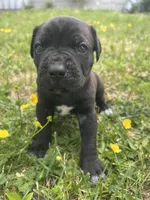 Red Collar, a male Cane Corso for sale in Kingsport, TN – Photo 3 of 3