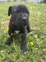 Red Collar, a male Cane Corso for sale in Kingsport, TN – Photo 2 of 3