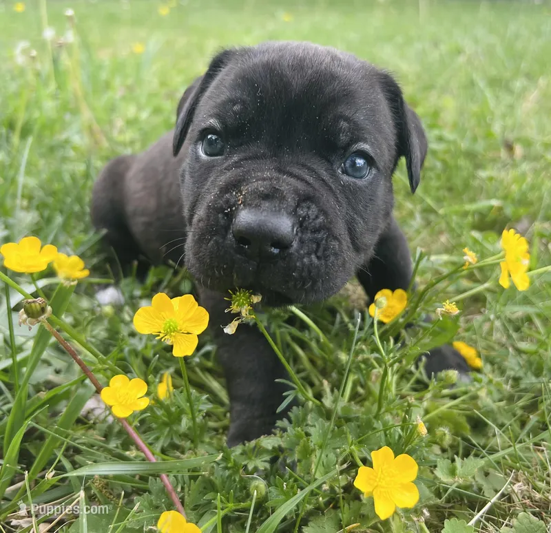 Red Collar – Cane Corso puppy for sale in Kingsport, TN