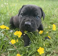 Red Collar, a male Cane Corso for sale in Kingsport, TN – Photo 1 of 3